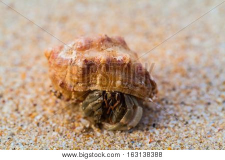 Hermit Crab On The Beach