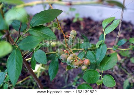 Blueberries ripen on a blueberry bush (Vaccinium corymbosum) in a garden in Harbor Springs, Michigan during August.