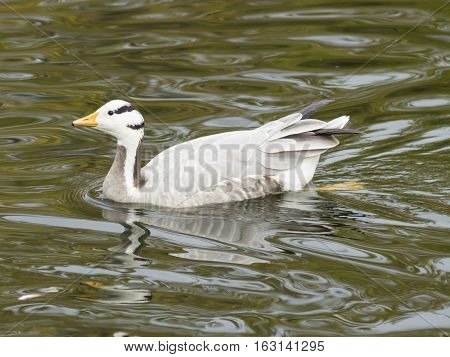 Bar-headed Goose Anser indicus close-up portrait in water of pond selective focus shallow DOF