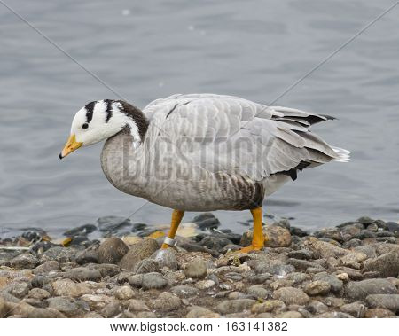 Bar-headed Goose Anser indicus close-up portrait on stone shore of pond selective focus shallow DOF