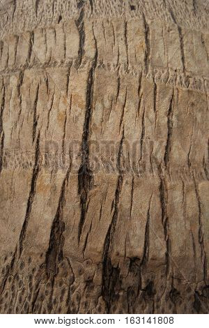Picture is close-up to vertical cracks of bark