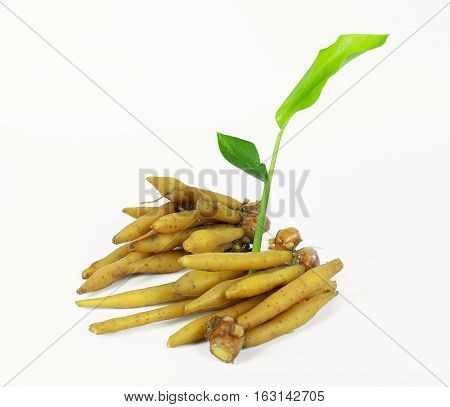 finger root Ingredients for Thai Cuisine on white background