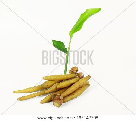 finger root Ingredients for Thai Cuisine on white background