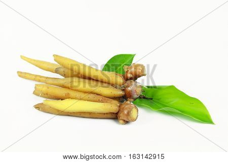 finger root Ingredients for Thai Cuisine on white background