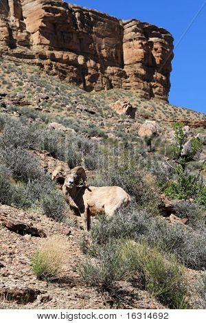 Pustynia Bighorn Sheep