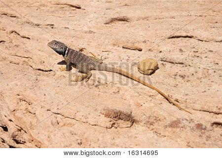 Great Basin Collared ödla