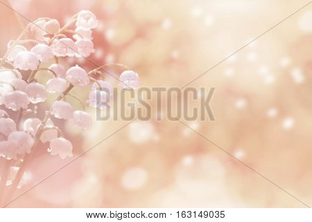 Natural background with lilies in pink tones. Spring background with lilies of the valley in drops of water after rain.