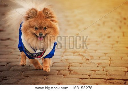 The wonderful puppy is in the blue clothes