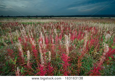 Colorful Autumn Field