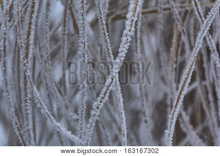 Grass covered with hoar frost, close up. Grass covered with frost in the cold winter day. Background texture of dry grass covered with hoarfrost
