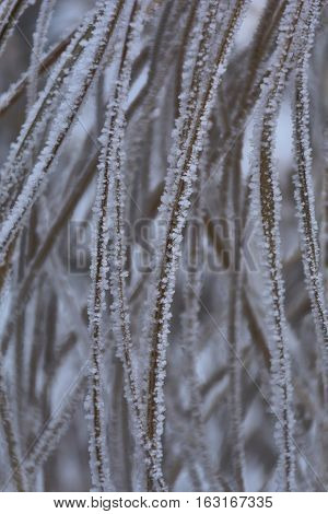 Grass covered with hoar frost, close up. Grass covered with frost in the cold winter day. Background texture of dry grass covered with hoarfrost