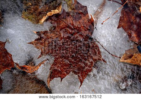 frozen in ice, brown maple leaf in late autumn