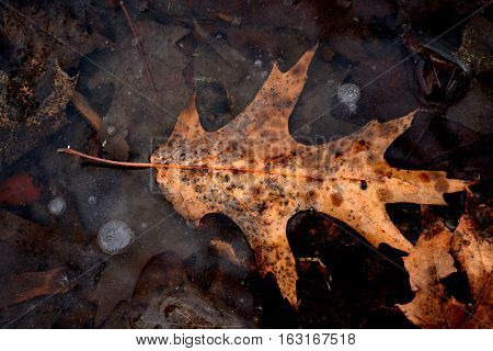 Yellow dry leaf frozen in ice in late autumn