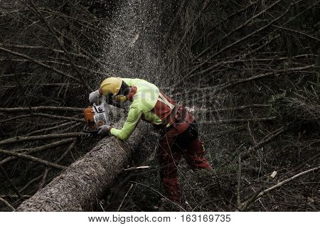 Forester cutting the branches off of the spruce tree with chainsaw