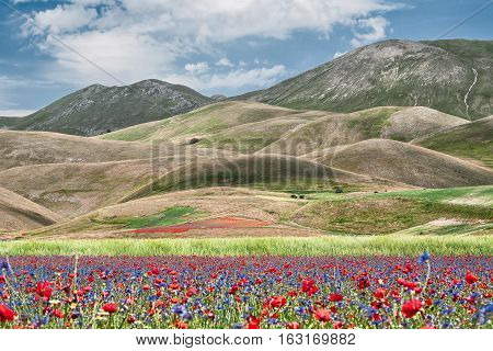 The flowering of Castelluccio in front of Mount Redentore