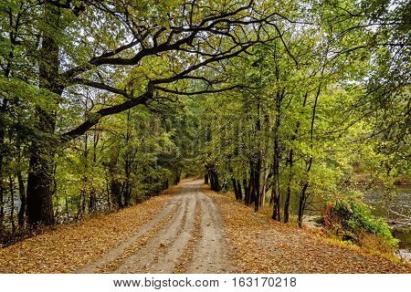 The path in the autumn garden, strewn with fallen leaves.