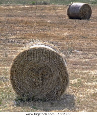 Covoni di fieno