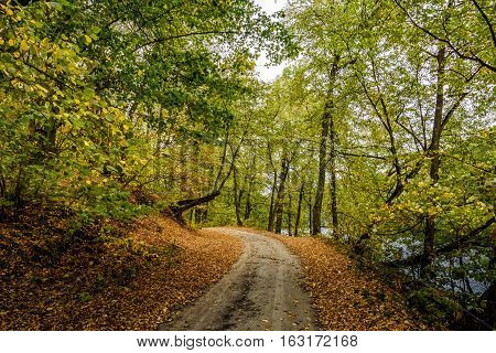 The path in the autumn garden, strewn with fallen leaves.
