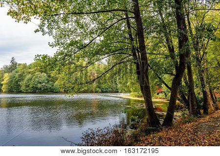 Autumn park. Arboretum. Trostyanets Sums'ka oblast Ukraine.