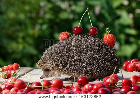 pretty young hedgehog Erinaceus europaeus with cherry and strawberry on thorns among the sweet berry on green leaves background