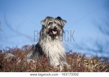 Portrait of cute little smiling dog.
It is beautiful sunny day with a blue sky where is place for some nice quote text.