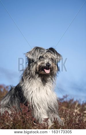 Portrait of cute grey lap dog. It is beautiful sunny day with blue sky on a background.