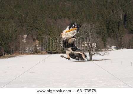 Border Collie in acrobatic position caught orange flying disk in the air