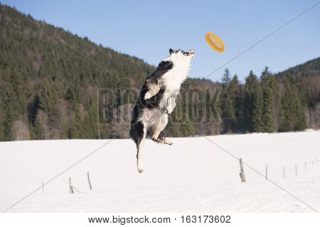 Border Collie do some acrobatic to catch the toy