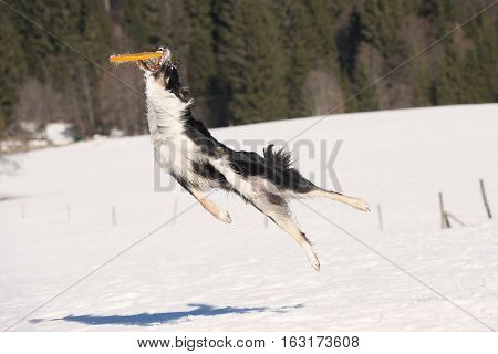 Border Collie just before catching the plastic disc high in the air. Dog in action.