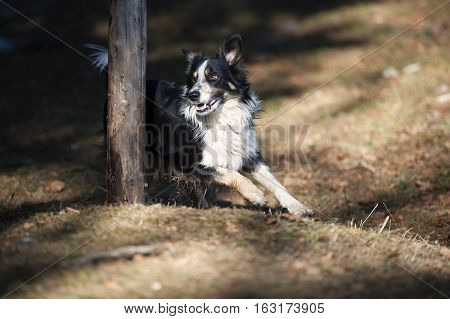Border Collie goes round the pole. He is happy to do agility tricks in natural environment.