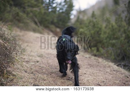 Cute, black dog enjoying freedom in nature. He is running to the photographer.