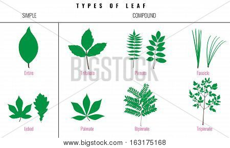 Leaf types infographics. Set of leaf collection. Silhouette Isolated Vector