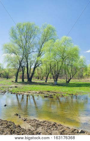 Spring tide in Ukrainian rural area .