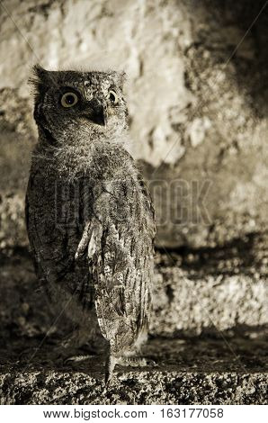 Young owl standing on concrete ground in a camouflaged surroundings