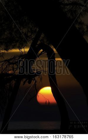 Pine trees on seaside at sunset time