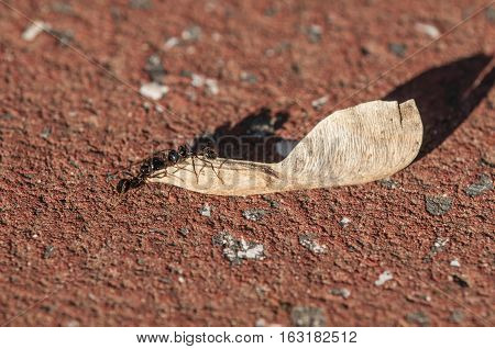 Ant pushing a big seed of maple tree