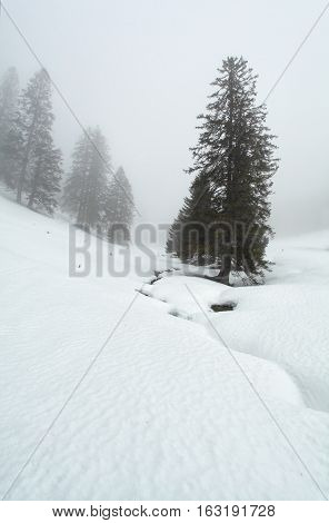 spruce trees in dense winter fog Germany