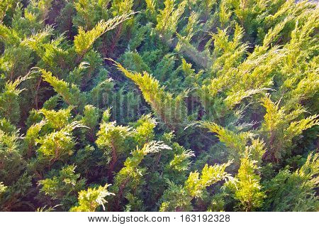 Natural background of the evergreen juniper bush