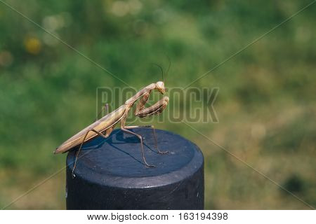 Brown Praying Mantis sitting on a fence on a background of green