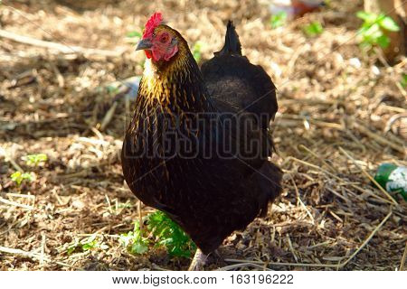 Black chicken poses for the camera outdoors