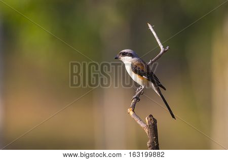 Bay-backed Shrike Bird (Lanius vittatus) perching on a branch