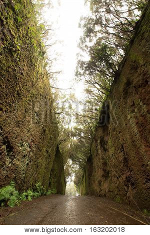 Road TF-12 in Anaga Rural Park - rain and clouds in ancient forest on Tenerife Canary Islands winter travel destination