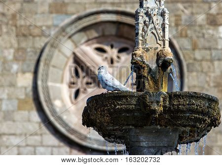 pigeon is sitting on the fountain in the background round frame historic building