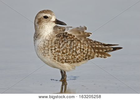 Black-bellied Plover Wading In The Gulf Of Mexico