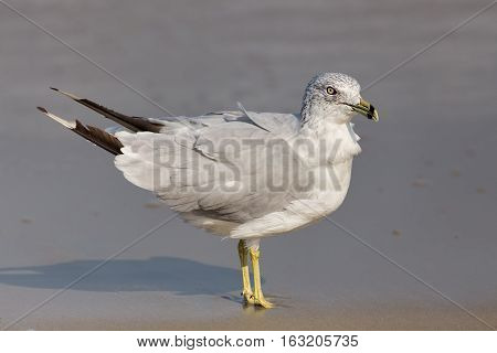 An adult nonbreeding Ring-billed Gull Larus delawarensis bird of North America on the beach
