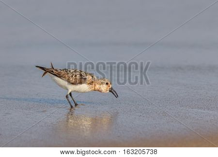 A Western Sandpipe on the beach in the water. The scientific name of this bird is Calidris or Erolia mauri.