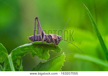 Brown grasshopper sitting on the green leaf