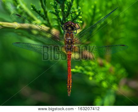 Red dragonfly sitting on a green leaf