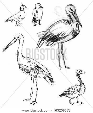 White Stork. Brant goose. Set. Hand-drawn. Isolated on white background