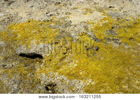 Alga on stones on the coast of Cretan Sea near Hersonissos Crete Greece.